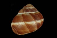 藏品(法國大蝸牛)的圖片